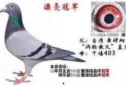 武汉鸽子最新爆料消息,揭秘城市生活新动态